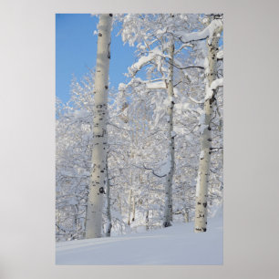 Affiches Trembles couverts de neige, Beartrap-Desolation Ri