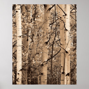 Affiches Trembles du Colorado
