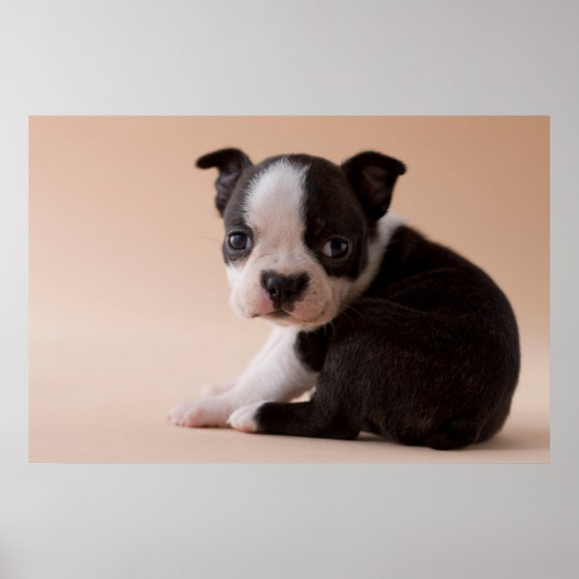 Affiches Très jeune Boston Terrier Puppy (Devant)