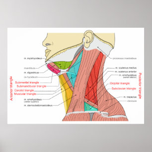 Affiches Triangles antérieurs et postérieurs des muscles du