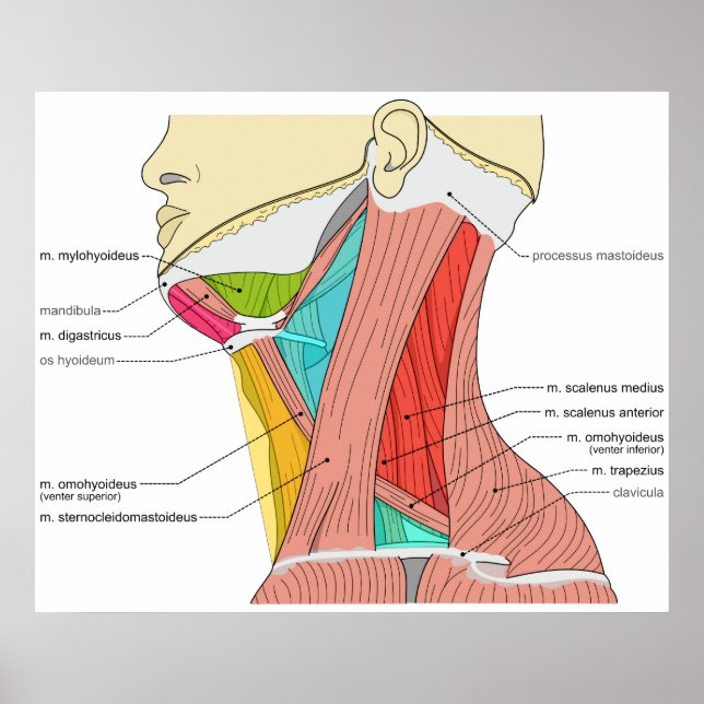 Affiches Triangles des Muscles Cou Diagramme anatomique (Devant)
