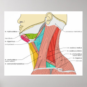 Affiches Triangles of the Neck Muscles Anatomical Diagram
