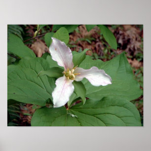 Affiches Trillium