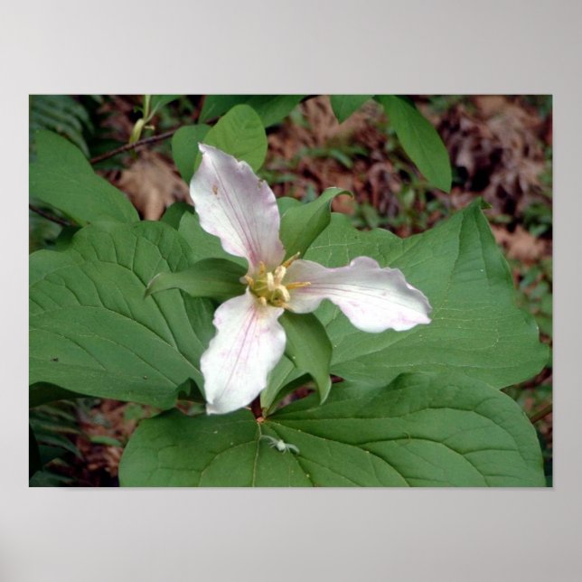 Affiches Trillium (Devant)