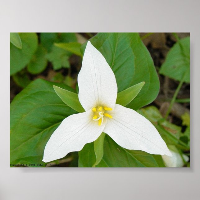 Affiches Trillium (Devant)