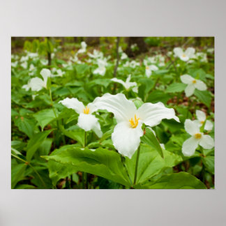 Affiches Trillium Fleur sauvage