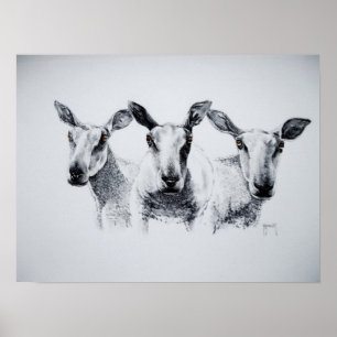 Affiches Trio de copie de moutons
