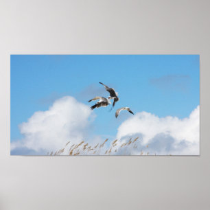 Affiches Trio de goélands 4