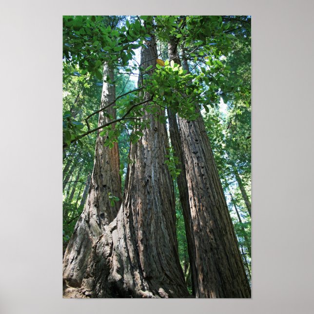 Affiches "Tripletrees", Muir Woods (Devant)
