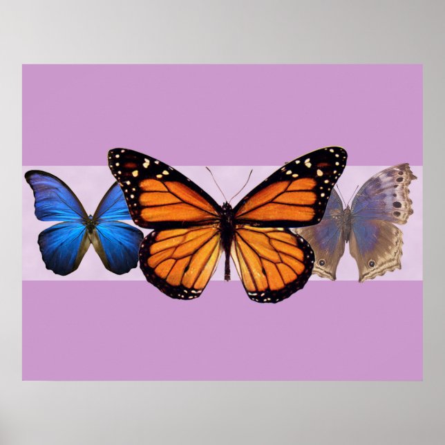 Affiches Trois beaux papillons Imprimer (Devant)