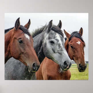 Affiches Trois chevaux