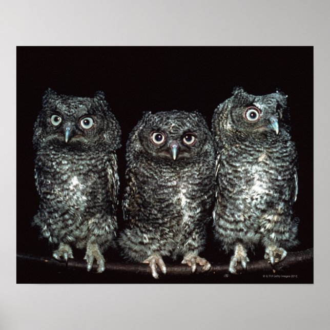 Affiches trois chouettes (Devant)
