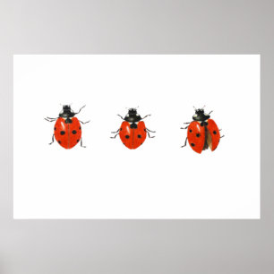 Affiches Trois coccinelles 2013