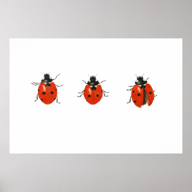 Affiches Trois coccinelles 2013 (Devant)