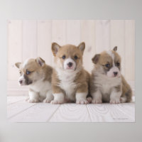 Trois Corgi gallois