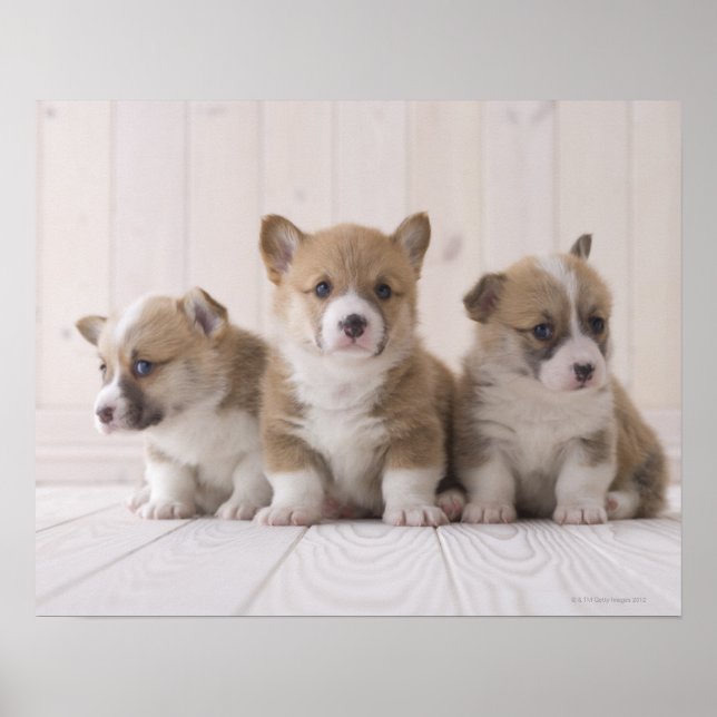Affiches Trois Corgi gallois (Devant)