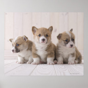 Affiches Trois corgis de Gallois