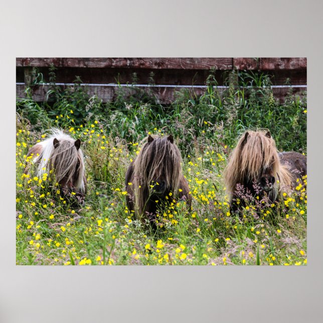 Affiches Trois étalons de poney Shetland dans un champ Post (Devant)
