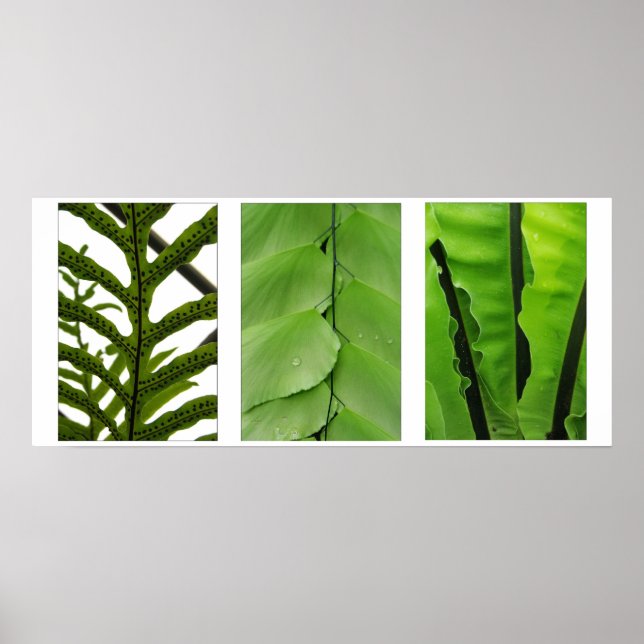 Affiches Trois Fermes (Devant)