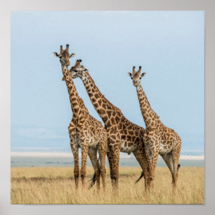 Affiches Trois girafes Poing