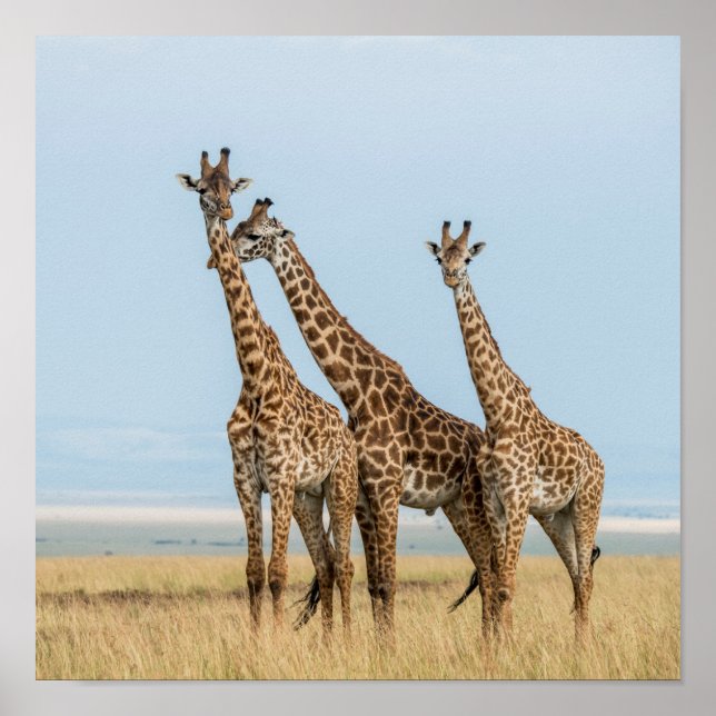 Affiches Trois girafes Poing (Devant)