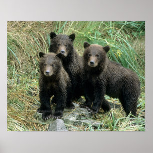 Affiches Trois oursons grizzli ou coys