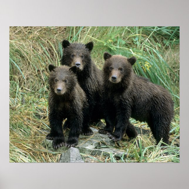 Affiches Trois oursons grizzli ou coys (Devant)
