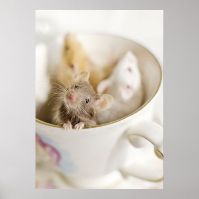 Affiches Trois petites souris (Devant)