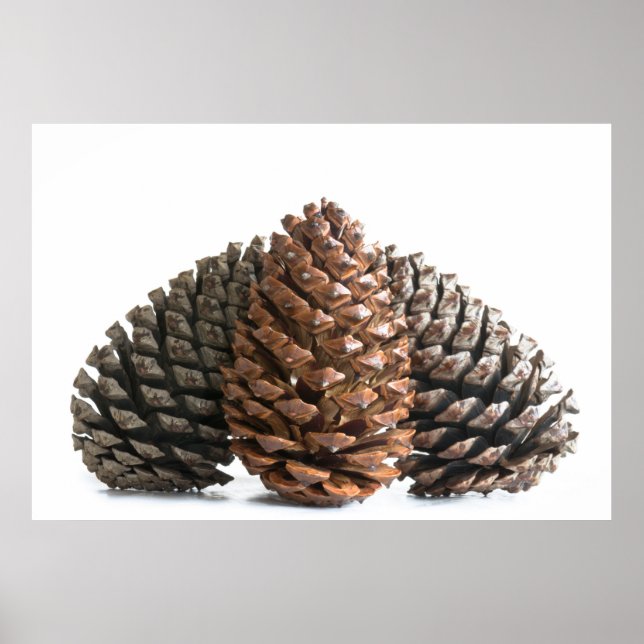 Affiches Trois pinecones (Devant)