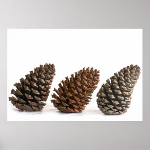 Affiches Trois pinecones