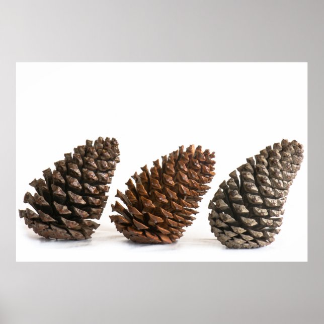 Affiches Trois pinecones (Devant)