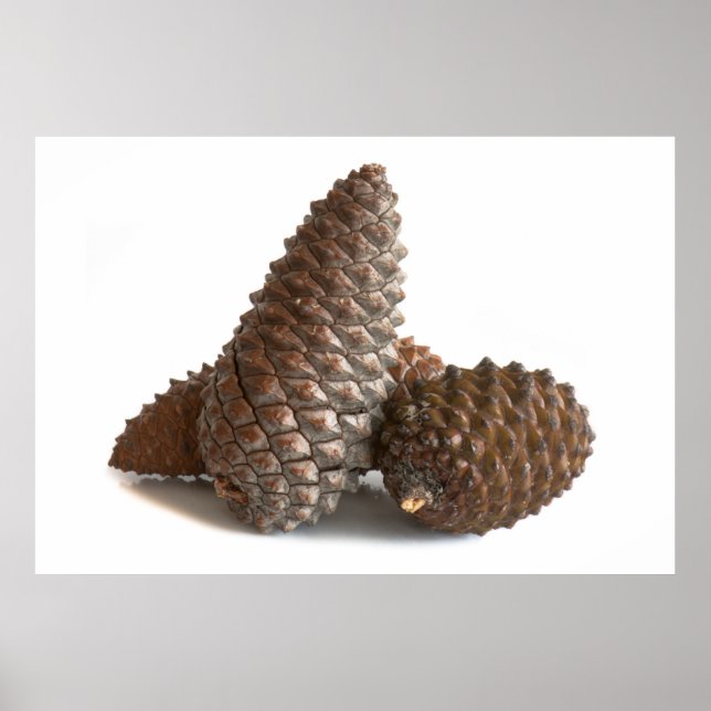 Affiches Trois pinecones (Devant)