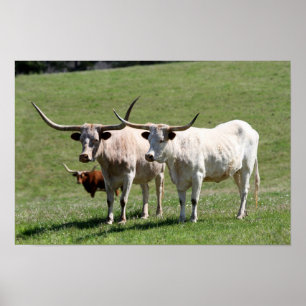 Affiches Trois Texas Longhorns