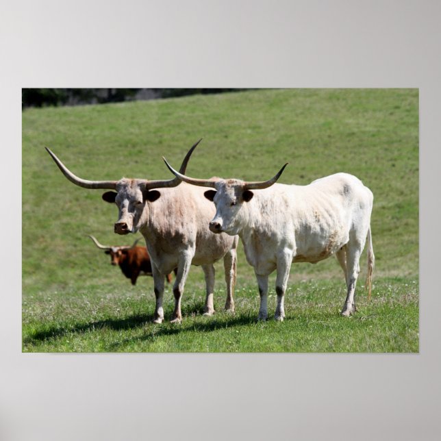 Affiches Trois Texas Longhorns (Devant)