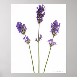 Affiches Trois tiges des fleurs pourpres anglaises de