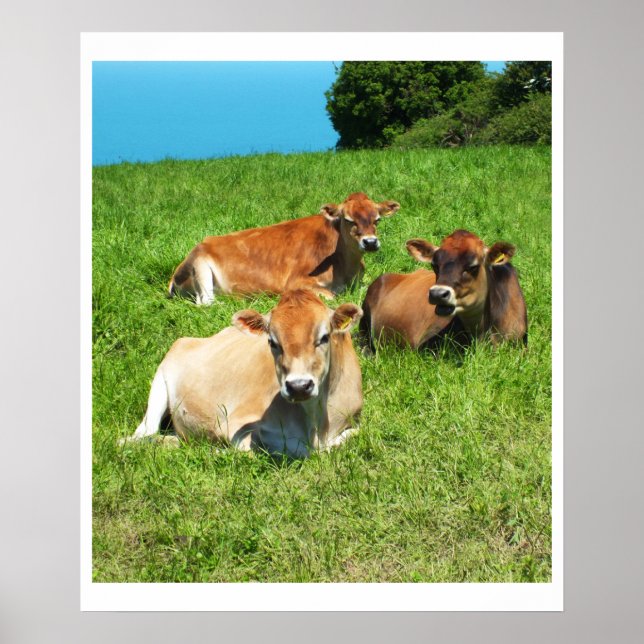 Affiches Trois vaches Jersey (Devant)