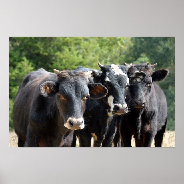 Affiches Trois veaux Black Baldy (Devant)