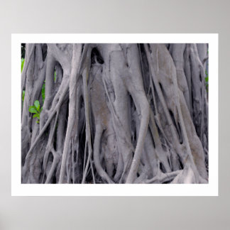 Affiches Tronc d'arbre de Banyan