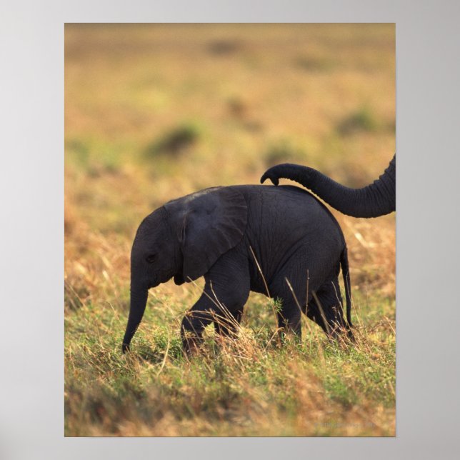 Affiches Tronc d'éléphant touchant la progéniture, Kenya, (Devant)