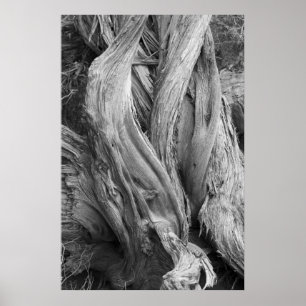 Affiches Tronc Juniper