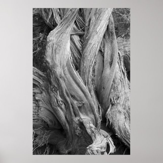 Affiches Tronc Juniper (Devant)