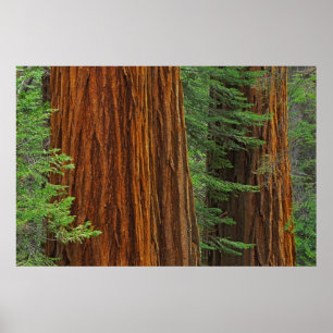 Affiches Troncs de Séquoia géant en forêt, Yosemite