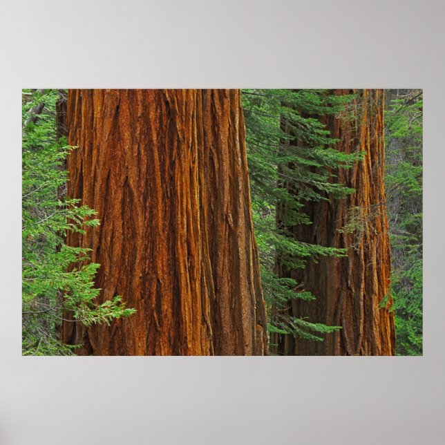 Affiches Troncs géants de Sequoia en forêt, Yosemite (Devant)