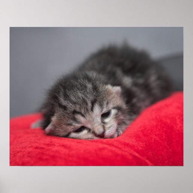 Affiches Trop mignon (Devant)