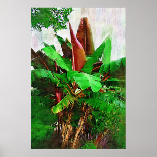Affiches Tropical banana tree foliage - Walk in the Garden