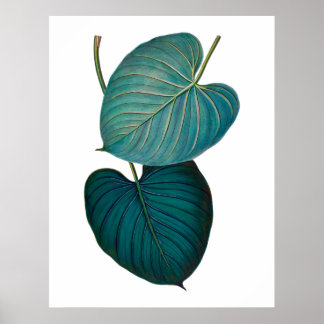 Affiches Tropical exotique feuilles philodendron