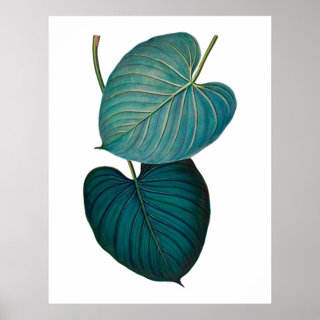 Affiches Tropical exotique feuilles philodendron (Devant)
