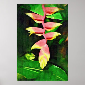 Affiches Tropical Heliconia - Lobster Claw 