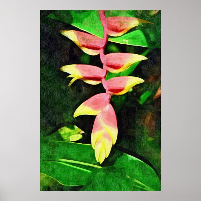 Affiches Tropical Heliconia - Lobster Claw  (Devant)