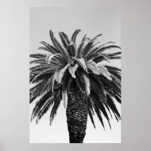 Affiches Tropical Palm Tree Poster,Print